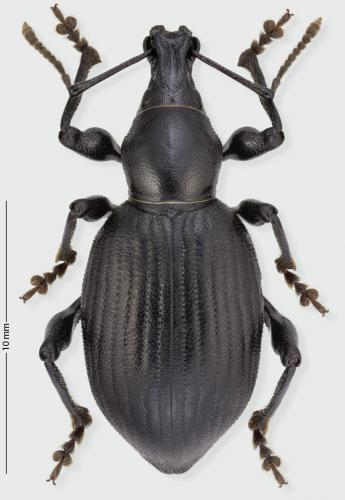 Otiorhynchus pourtoyi